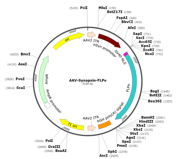 AAV-Syn-FLPo (AAV Serotype 9)