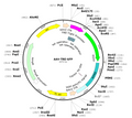 AAV-TRE-GFP (AAV Serotype 1)