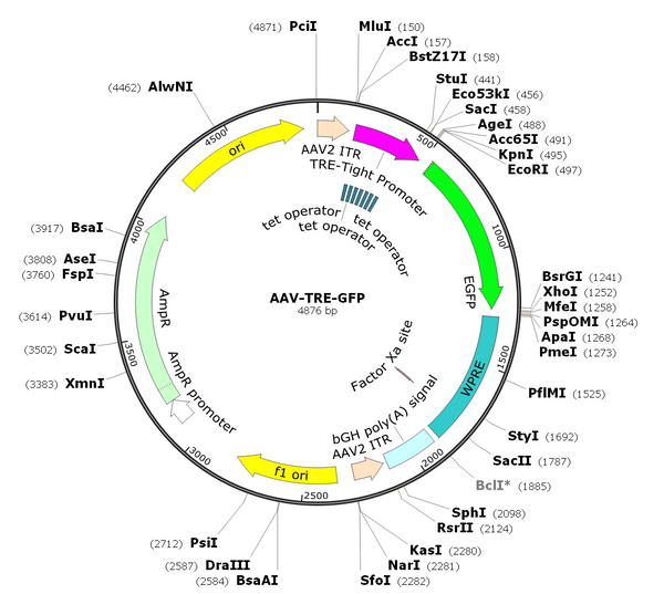 AAV-TRE-GFP (AAV Serotype 1)