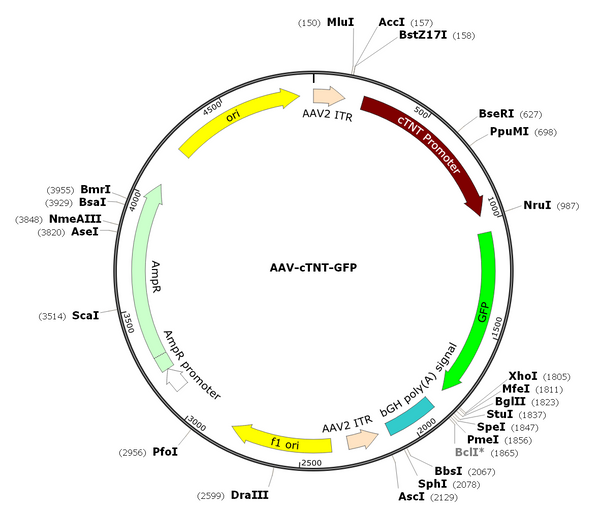 AAV-cTNT-GFP (AAV Serotype 9)