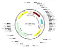 AAV-cTNT-Null (AAV Serotype 9)