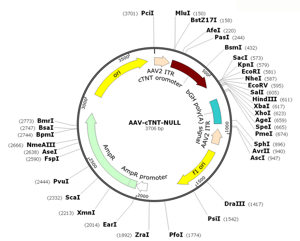 AAV-cTNT-Null (AAV Serotype 9)