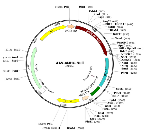 AAV-aMHC-Null (AAV Serotype 9)