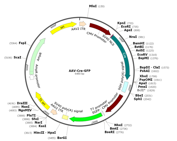 AAV-Cre-GFP (AAV Serotype PHP.B)