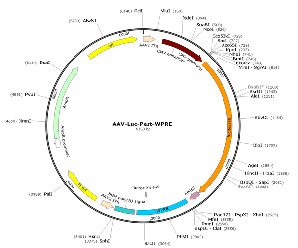 AAV-Luc-PEST (AAV Serotype 1)
