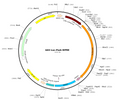 AAV-Luc-PEST (AAV Serotype 9)