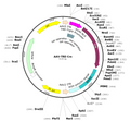 AAV-TRE-Cre (AAV Serotype 1)