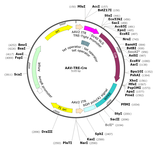 AAV-TRE-Cre (AAV Serotype 9)