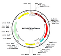 AAV-tMCK-mCherry (AAV Serotype 9)
