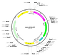 AAV-tMCK-GFP (AAV Serotype 1)
