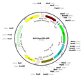 AAV-hSyn-DIO-GFP (AAV Serotype 2)