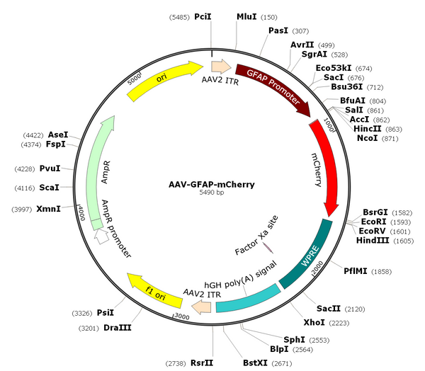 AAV(DJ/8)-GFAP-mCherry