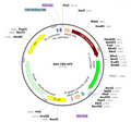 AAV-CB6-GFP (AAV Serotype 8)