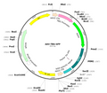 AAV-TBG-GFP (AAV Serotype 8)