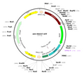 AAV-MHCK7-GFP (AAV Serotype 6)