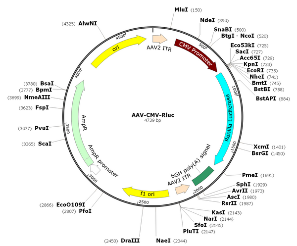 AAV-CMV-Rluc (AAV Serotype 1)