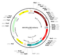 AAV-EF1a-FRT-mCherry (AAV Serotype DJ)