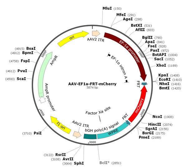 AAV-EF1a-FRT-mCherry (AAV Serotype DJ)