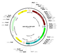 AAV-EF1α-FRT-GFP (AAV Serotype 9)