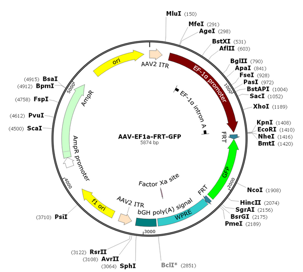 AAV-EF1α-FRT-GFP (AAV Serotype 9)