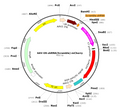 AAV-U6-shRNA(Scramble)-mCherry (AAV Serotype 1)