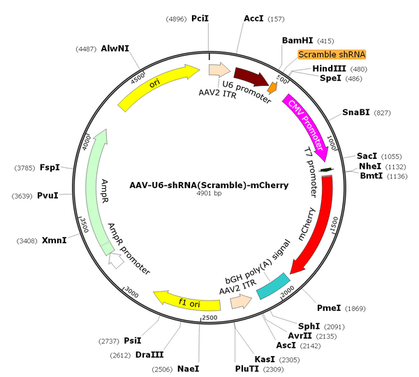 AAV-U6-shRNA(Scramble)-mCherry (AAV Serotype 1)