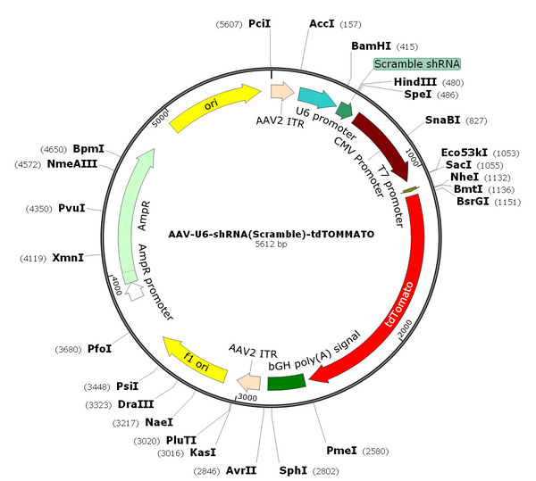 AAV-U6-shRNA(scramble)-tdTOMATO (AAV Serotype 8)