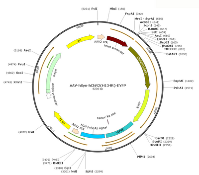 AAV-Syn-hChR2(H134R)-EYFP (Serotype 9)