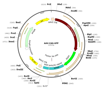 AAV-CAG-GFP (Serotype Retrograde)