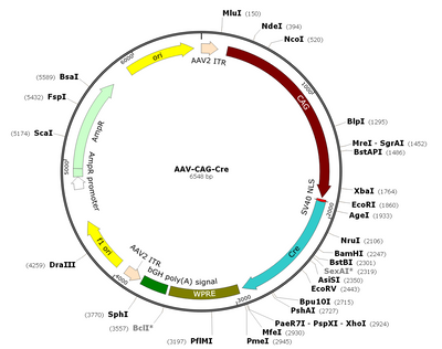 AAV-CAG-Cre (AAV Serotype Retrograde)