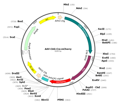 AAV-CAG-Cre-mCherry (Serotype 2-Retrograde)