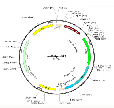 AAV-Syn-GFP (AAV Serotype Retrograde)