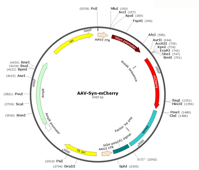AAV-Syn-mCherry (AAV Serotype Retrograde)