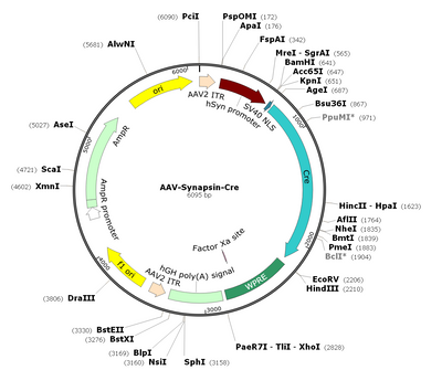 AAV-Syn-Cre (AAV Serotype Retrograde)