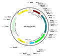 AAV-Syn-Cre-GFP (AAV Serotype Retrograde)