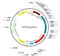 AAV-Syn-Cre-mCherry (AAV Serotype Retrograde)