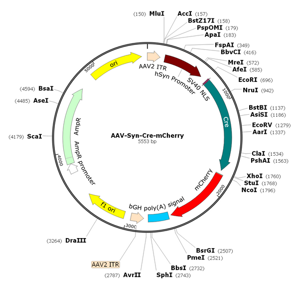 AAV-Syn-Cre-mCherry (AAV Serotype Retrograde)