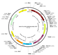 AAV-EF1α-DIO-hChR2(H134R)-EYFP (Serotype Retrograde)