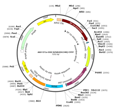 AAV-EF1α-DIO-hChR2(H134R)-EYFP (Serotype Retrograde)