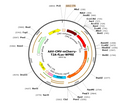 AAV-CMV-mCherry-T2A-Luc (AAV Serotype 9)