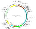 AAV-TBG-Luc-P2A-GFP (AAV Serotype 8)