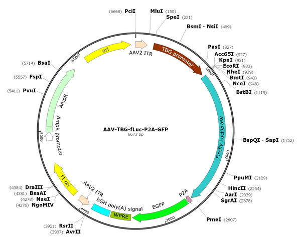 AAV-TBG-Luc-P2A-GFP (AAV Serotype 8)