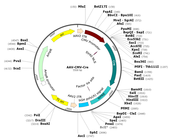 AAV-CMV-Cre (AAV Serotype Retrograde)