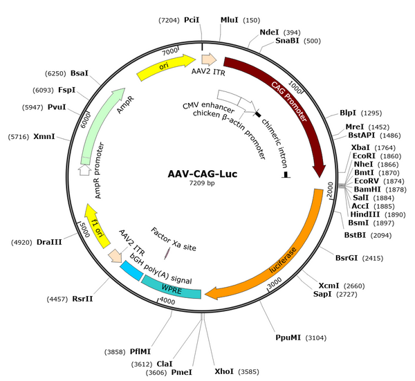 AAV-CAG-Luc (AAV Serotype 2)