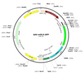 AAV-mDLX-GFP (AAV Serotype 9)