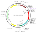 AAV-mDLX-mCherry (Serotype 5)