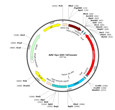 AAV-Syn-DIO-tdTomato (Serotype 1)