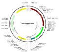 AAV-CaMKII-GFP (AAV Serotype 5)