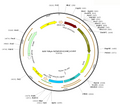 AAV-hSyn-hChR2(H134R)-EYFP (Serotype 2)