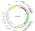scAAV-GFP (AAV Serotype BR1)